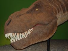 Tyrannosaurus rex 1.jpg